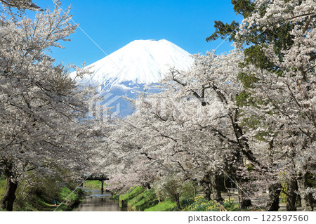 忍野八海路線：新奈莊川沿岸的櫻花盛開，富士山也美不勝收 122597560