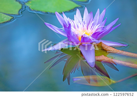 房子周圍鮮花盛開 - 各種季節 - 美麗的睡蓮在水生植物園的溫室裡綻放 房子周圍鮮花盛開 - 各種季節 - 美麗的睡蓮在水生植物園的溫室裡綻放 122597652