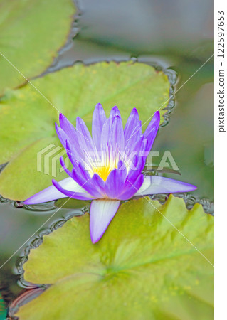 房子周圍鮮花盛開 - 各種季節 - 美麗的睡蓮在水生植物園的溫室裡綻放 房子周圍鮮花盛開 - 各種季節 - 美麗的睡蓮在水生植物園的溫室裡綻放 122597653