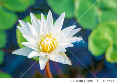 房子周圍鮮花盛開 - 各種季節 - 美麗的睡蓮在水生植物園的溫室裡綻放 房子周圍鮮花盛開 - 各種季節 - 美麗的睡蓮在水生植物園的溫室裡綻放 122597655