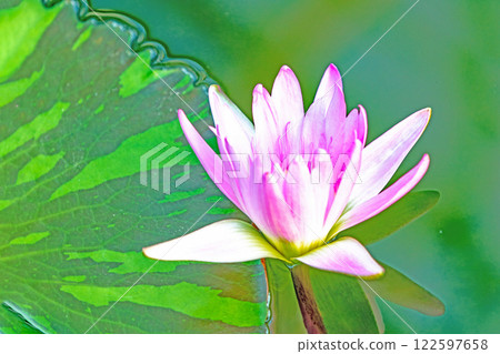房子周圍鮮花盛開 - 各種季節 - 美麗的睡蓮在水生植物園的溫室裡綻放 房子周圍鮮花盛開 - 各種季節 - 美麗的睡蓮在水生植物園的溫室裡綻放 122597658
