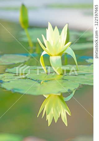 房子周圍鮮花盛開 - 各種季節 - 美麗的睡蓮在水生植物園的溫室裡綻放 122597665