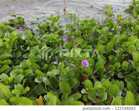 Beach Morning glory blooming on beach in Thailand. Beach Morning glory blooming on beach in Thailand. 122598082