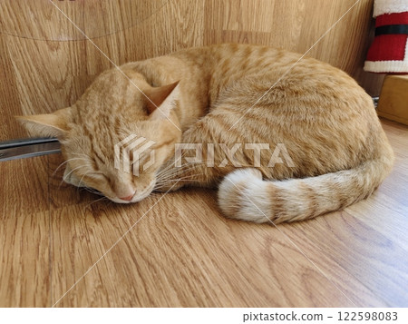 Tabby cat sleepy on brown wood. 122598083