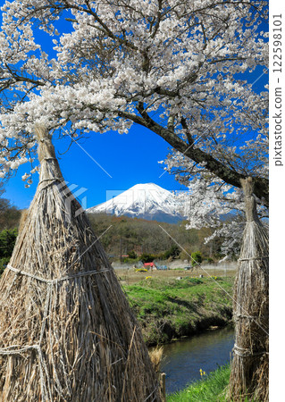 Oshino Hakkai Trail: Cherry blossoms in full bloom and the pristine countryside scenery of Oshino Fuji 122598101