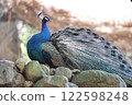 孔雀 122598248