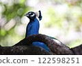 孔雀 122598251