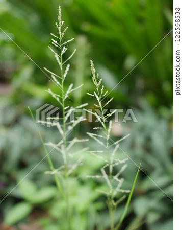 closeup of green grass with dew drops closeup of green grass with dew drops 122598538