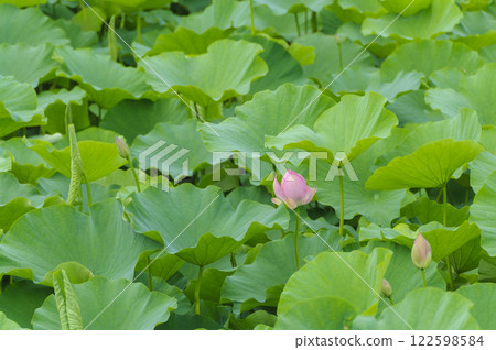 青森縣平川市猿河公園蓮花盛開 青森縣平川市猿河公園蓮花盛開 122598584