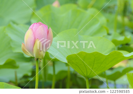 青森縣平川市猿河公園蓮花盛開 青森縣平川市猿河公園蓮花盛開 122598585