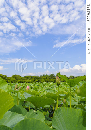 Lotus flowers blooming in Saruga Park, Hirakawa City, Aomori Lotus flowers blooming in Saruga Park, Hirakawa City, Aomori 122598588