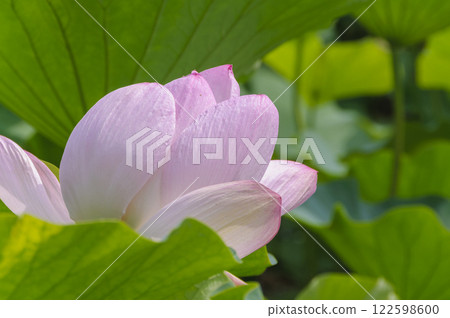 Lotus flowers blooming in Saruga Park, Hirakawa City, Aomori Lotus flowers blooming in Saruga Park, Hirakawa City, Aomori 122598600
