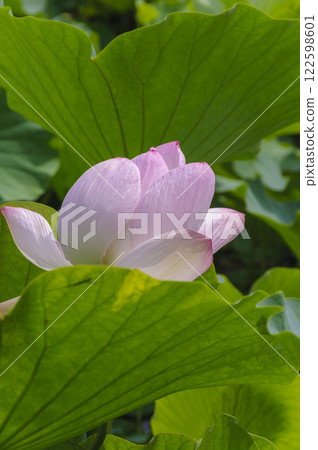 Lotus flowers blooming in Saruga Park, Hirakawa City, Aomori Lotus flowers blooming in Saruga Park, Hirakawa City, Aomori 122598601