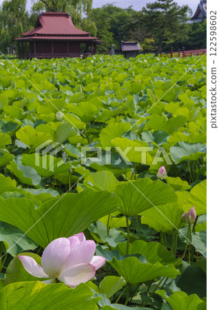 Lotus flowers blooming in Saruga Park, Hirakawa City, Aomori 122598602