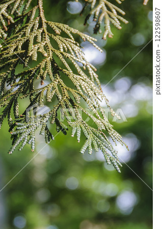 Hiba leaves 122598607