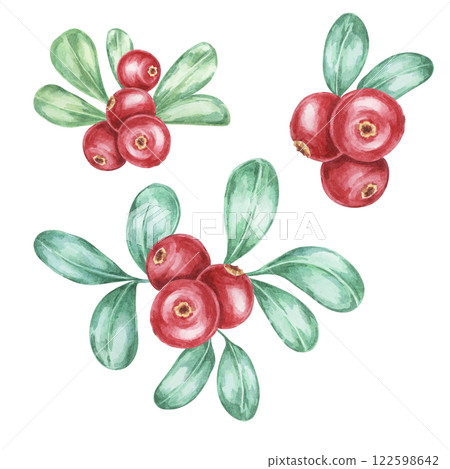 This set of watercolor illustrations includes various sprigs with red cranberries or lingonberry and green leaves. Suitable for eco-friendly branding, gift tags, festive packaging, and art prints. 122598642
