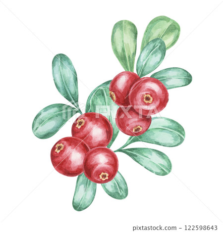 Sprigs of cranberries with vibrant red berries and soft green leaves in watercolor illustration. Lingonberry branches Great for creating seasonal cards, logos, and festive-themed product designs Sprigs of cranberries with vibrant red berries and soft green leaves in watercolor illustration. Lingonberry branches Great for creating seasonal cards, logos, and festive-themed product designs 122598643