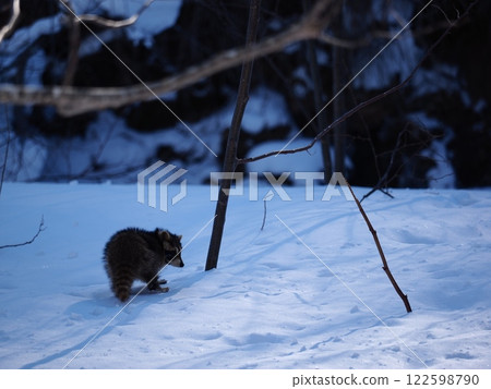 一隻貉在雪中行走 一隻貉在雪中行走 122598790