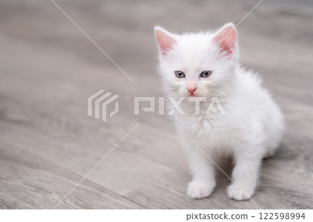 Cute white kitten on a light background 122598994