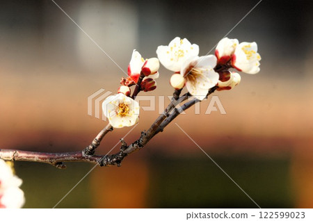 White plum 122599023