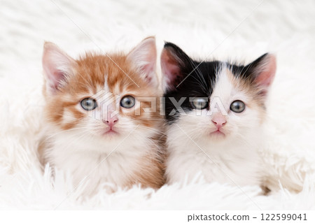 Cute red kitten on a light background Cute red kitten on a light background 122599041