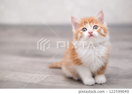 Cute white kitten on a light background Cute white kitten on a light background 122599049
