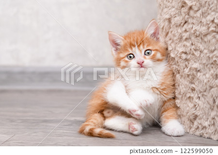 Cute white kitten on a light background 122599050