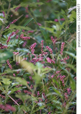 Tade flower 122599077