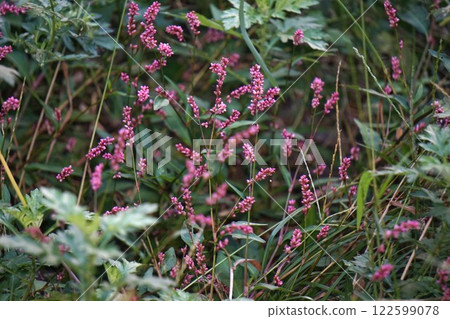 Tade花 Tade花 122599078