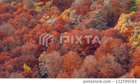 Hayedo de la Pedrosa Natural Protected Area, Spain 122599163