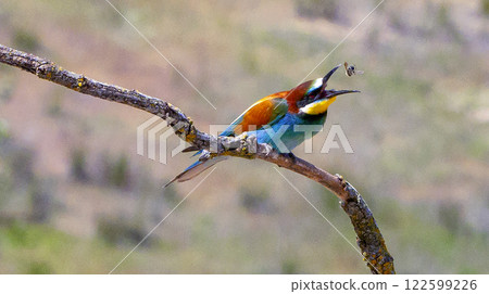 Bee-eater Bee-eater 122599226