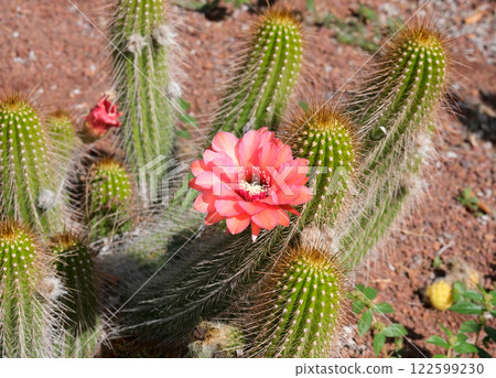 Blooming Hedgehog cactus (lat.- Echinocereus) Blooming Hedgehog cactus (lat.- Echinocereus) 122599230