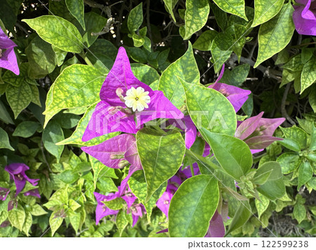 Ornamental shrub or Bougainvillea tree (Latin - Bougainvillea) Ornamental shrub or Bougainvillea tree (Latin - Bougainvillea) 122599238