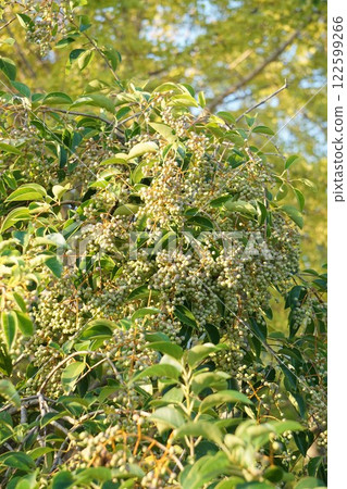 November 2024 - Ligustrum moniliforme 122599266