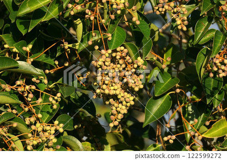 November 2024 - Ligustrum moniliforme 122599272