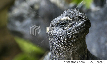 Marine Iguana, Galapagos National Park 122599283