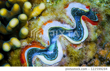 Giant Clam, Red Sea 122599284