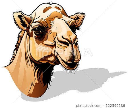 Camel Head Camel Head 122599286
