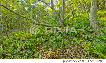 Riverine Forest, Royal Bardia National Park, Nepal Riverine Forest, Royal Bardia National Park, Nepal 122599288