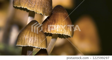 Wild Mushroom, Sierra de Guadarrama National Park, Spain 122599297