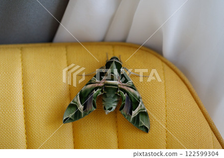 Green Oleander butterfly Daphnis nerii or Army Green Moth indoor Green Oleander butterfly Daphnis nerii or Army Green Moth indoor 122599304