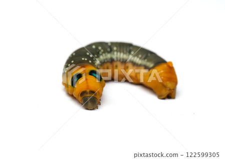 Caterpillar. Larva Oleander Hawk-moth or Daphnis nerii on white background 122599305