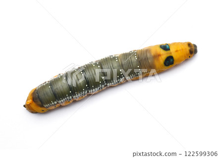 Colorful Caterpillar on white background Colorful Caterpillar on white background 122599306