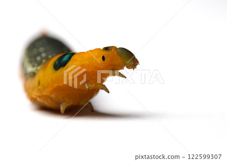 Yellow Caterpillar on white background, macro Yellow Caterpillar on white background, macro 122599307