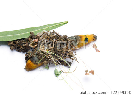Caterpillar building a cocoon. Oleander Hawk moth or Daphnis nerii on white background Caterpillar building a cocoon. Oleander Hawk moth or Daphnis nerii on white background 122599308