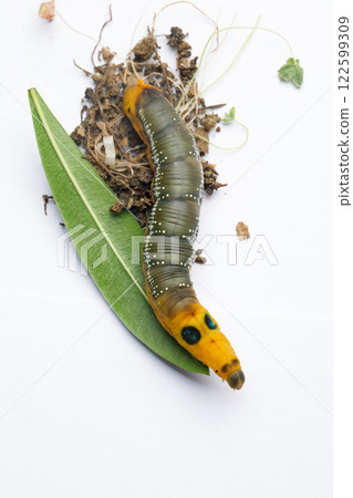 Bright Caterpillar of Oleander Hawk moth or Daphnis nerii Butterfly with green Oleander leaf Bright Caterpillar of Oleander Hawk moth or Daphnis nerii Butterfly with green Oleander leaf 122599309