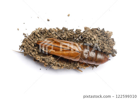 Macro photo of pupa cocoon and house of Oleander Hawk moth or Daphnis nerii on white background Macro photo of pupa cocoon and house of Oleander Hawk moth or Daphnis nerii on white background 122599310