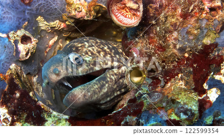 Moray Eel, Cabo Cope Puntas del Calnegre Regional Park, Spain 122599354