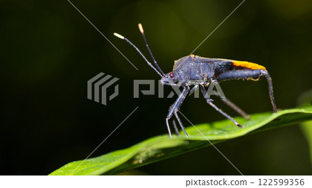 Shield Bug, Marino Ballena National Park 122599356