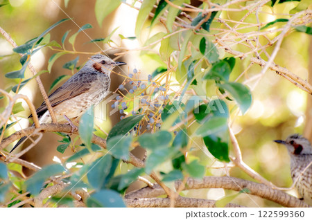 有白頭翁的風景 122599360